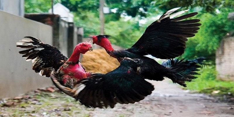 Bật Mí Bí Quyết Chơi Đá Gà Jun88 Hiệu Quả Nhất 5 www.rlv.vc