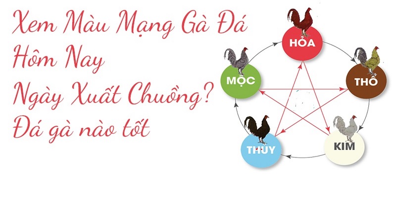 Màu Mạng Gà Đá Ngày Mai: Xem Màu Mạng Gà Đá Cực Chuẩn 4 Màu mạng gà đá ngày mai